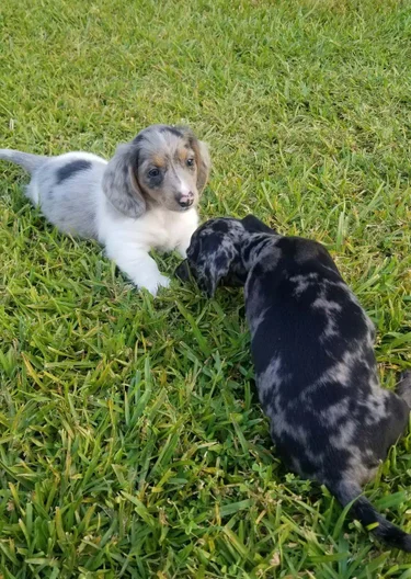 meet the pups gallery