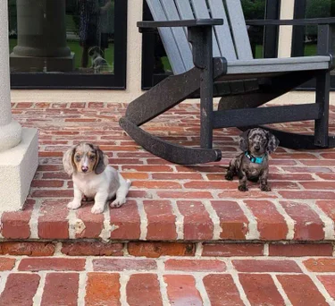 meet the pups gallery