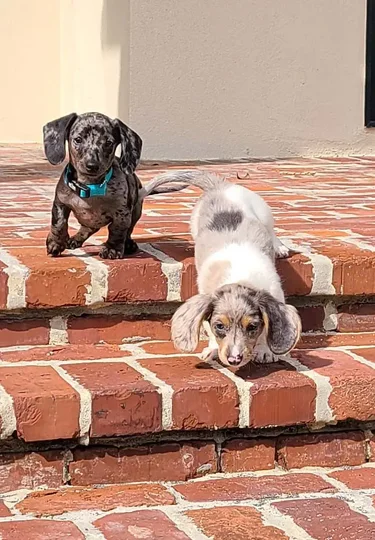 meet the pups gallery