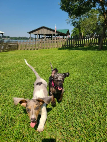 meet the pups gallery