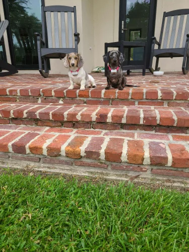 meet the pups gallery