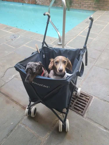 meet the pups gallery